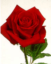 leroi_damour@msn.com